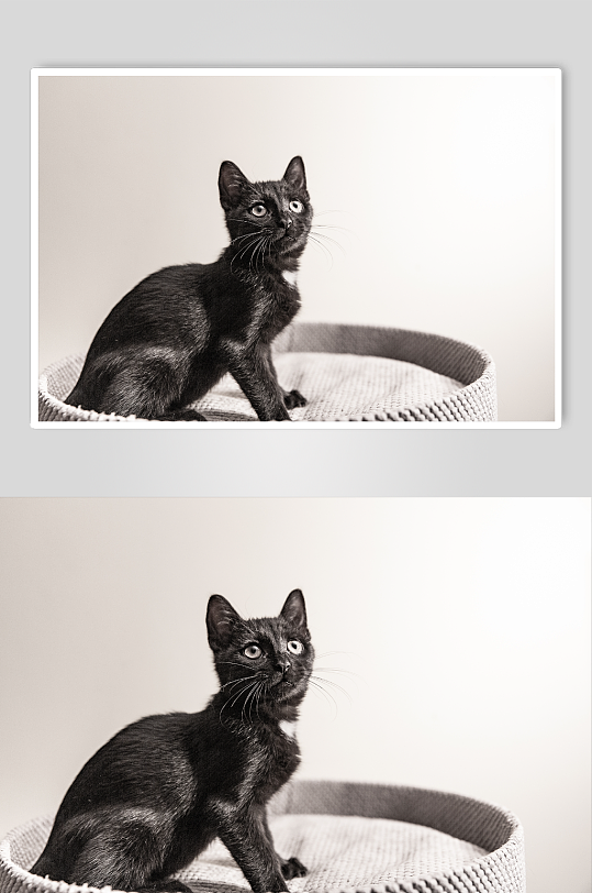 黑色小黑猫摄影图