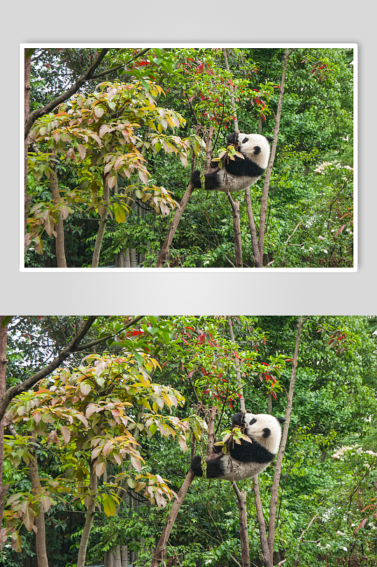 爬树的熊猫摄影图