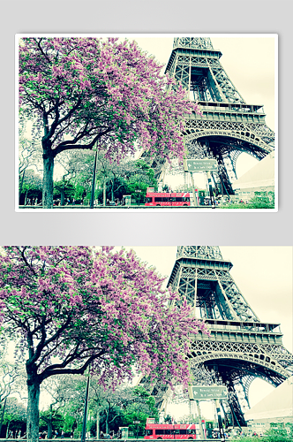 埃菲尔铁塔和开花的树