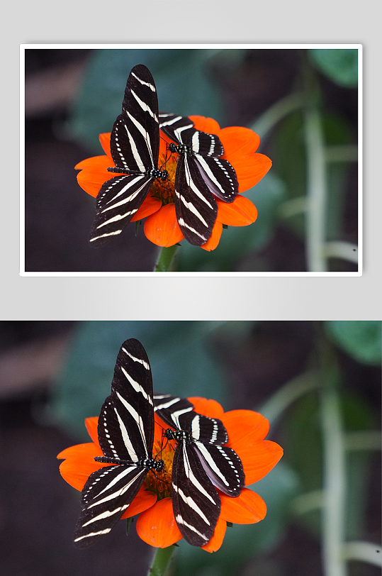 橙花上两只黑白蝴蝶的特写