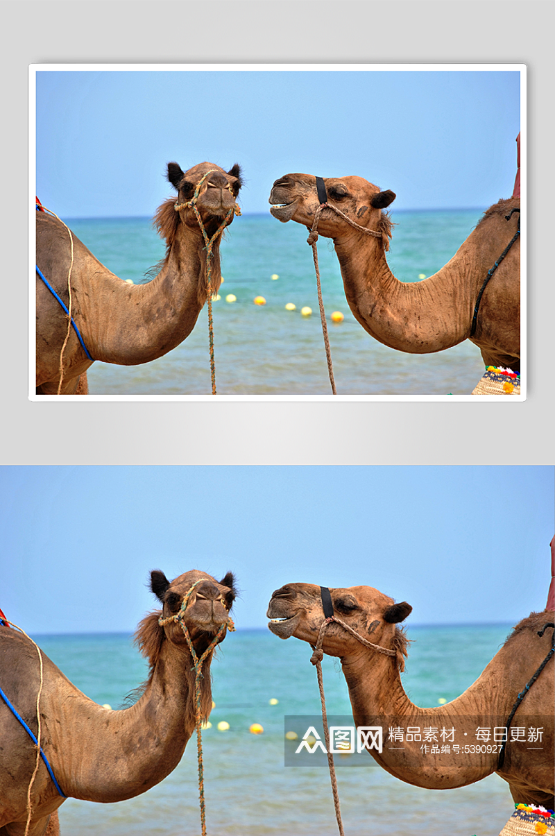 海滩上的两只骆驼素材