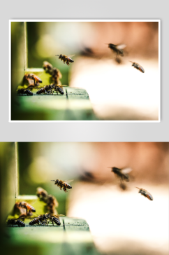 野生蜜蜂的迷人细节
