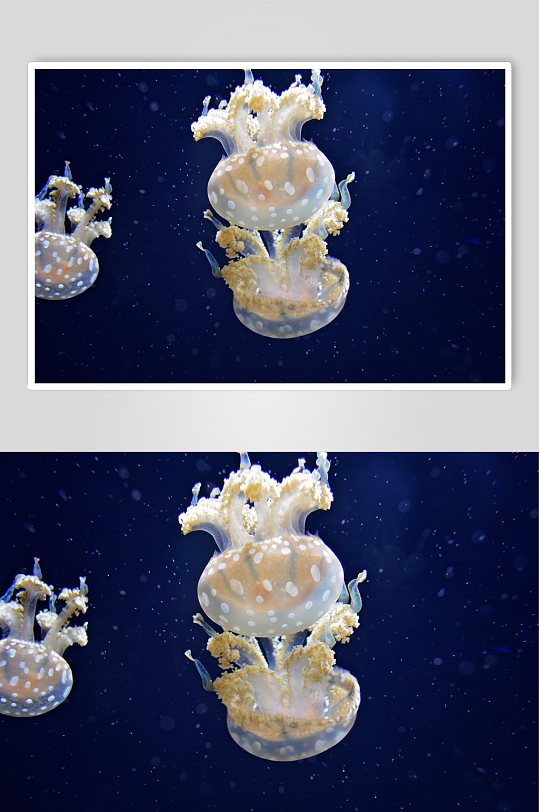 一群水母的水下照片