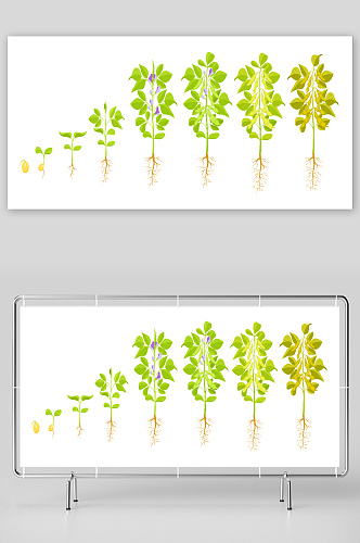 大豆的生长过程图