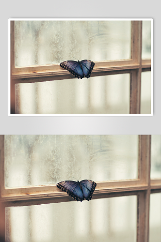 窗户上的蓝色蝴蝶
