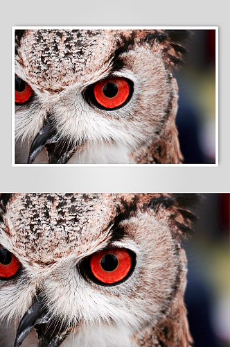 红眼凝视的大角鸮