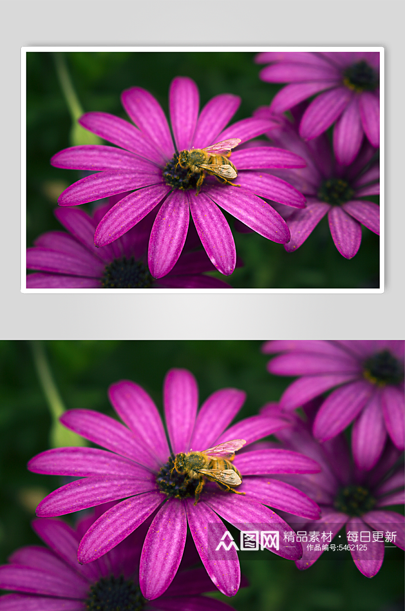 粉红色花朵上的蜜蜂素材