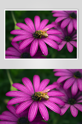 粉红色花朵上的蜜蜂