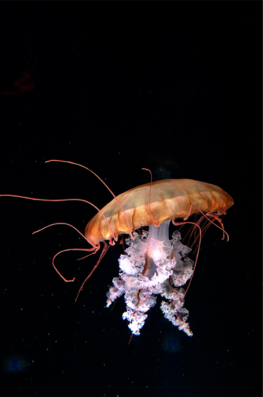 太平洋海荨麻水母