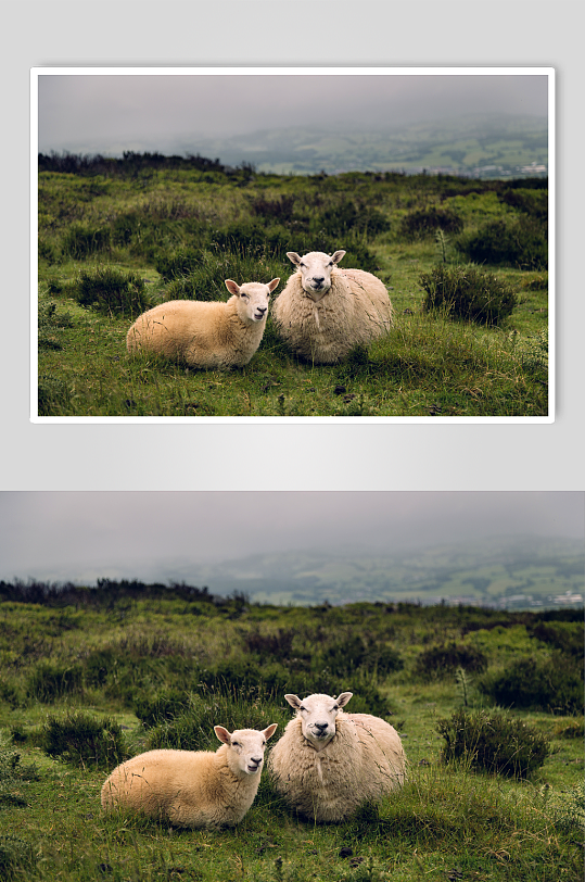 坐在草地上的两只羊
