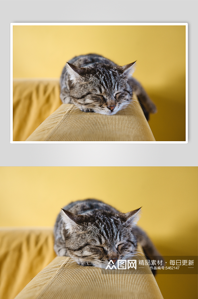 睡在沙发上的小猫素材