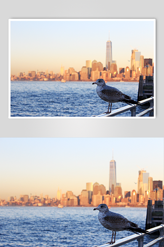 纽约曼哈顿的海鸥