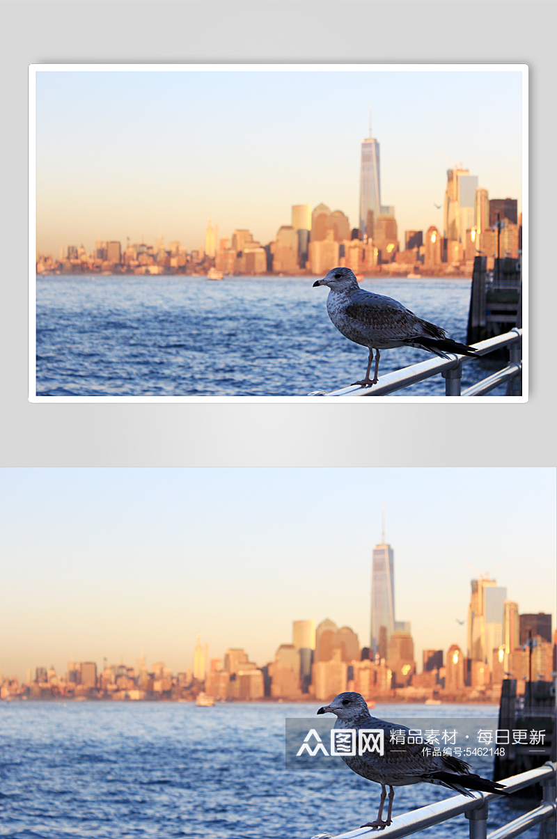 纽约曼哈顿的海鸥素材