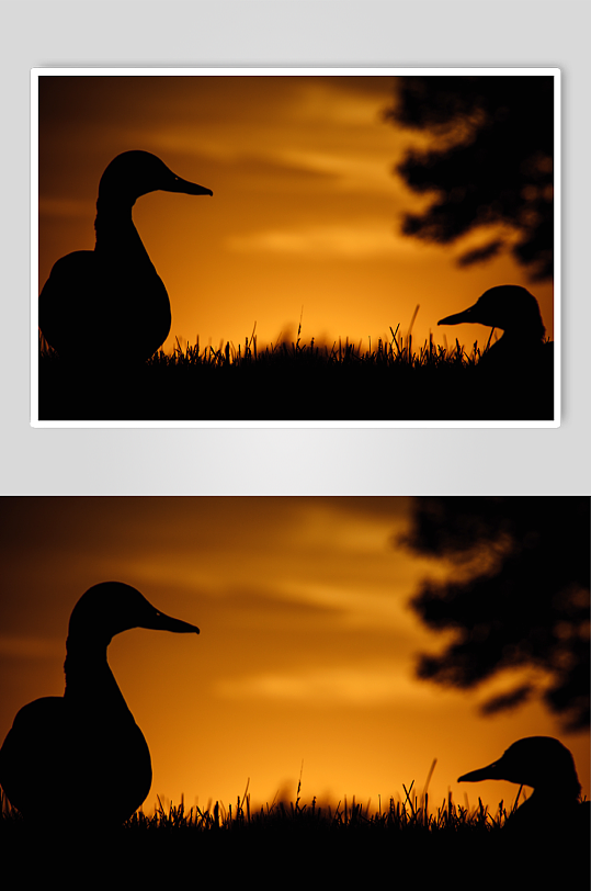日落时的两只鸭子