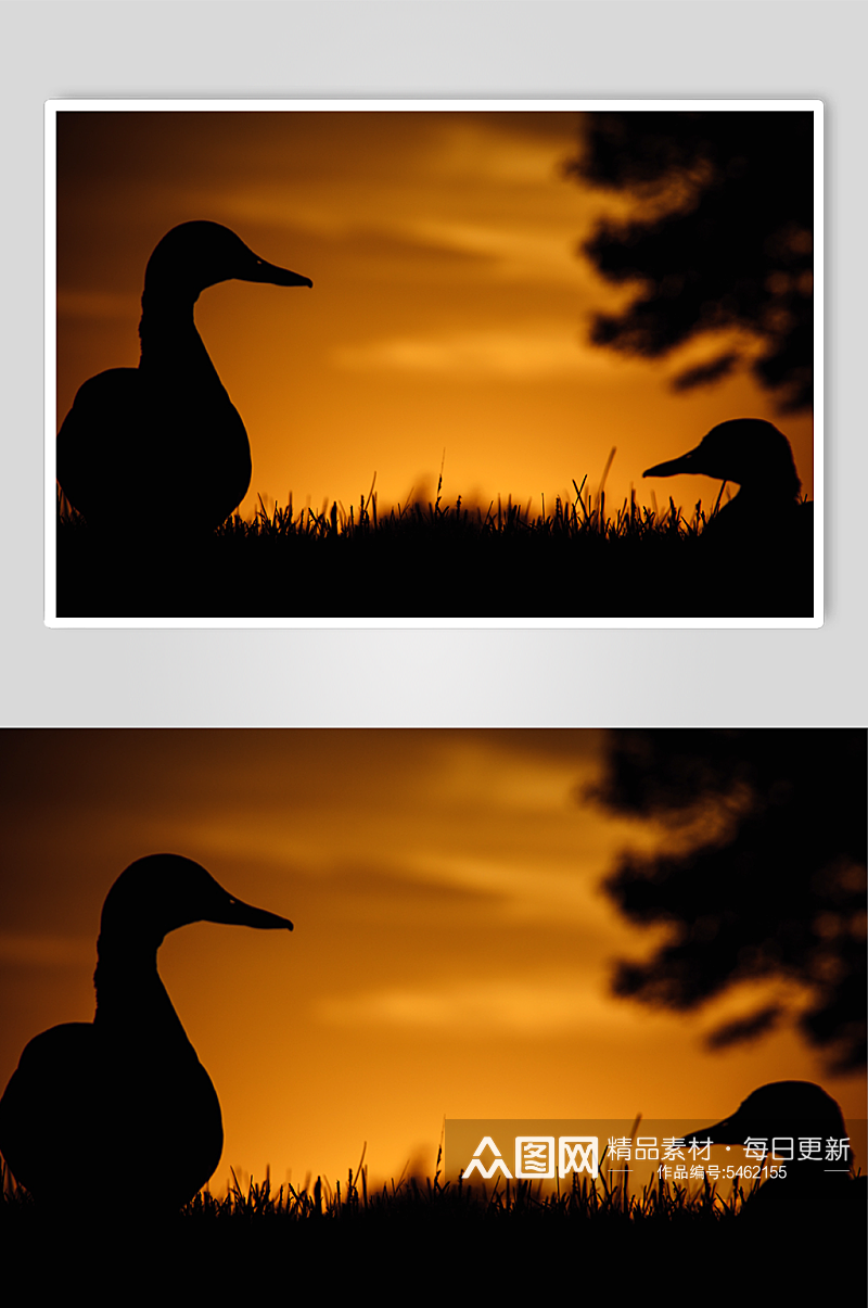 日落时的两只鸭子素材