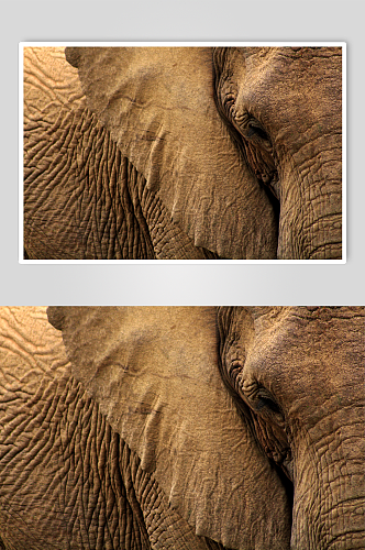大象耳和皮肤的纹理
