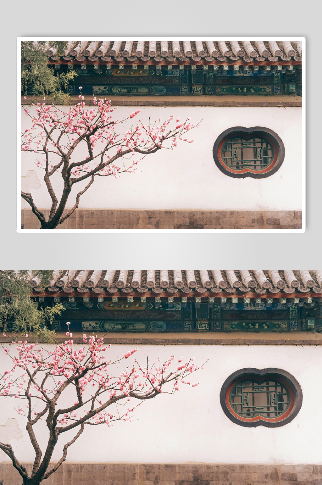 北京园博园的梅花素材