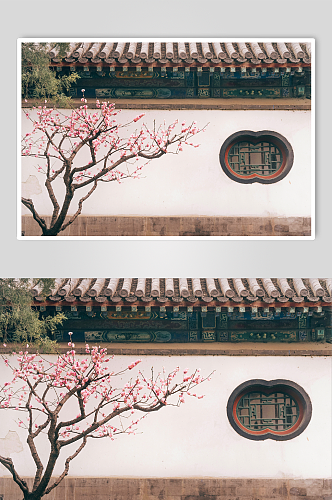 北京园博园的梅花