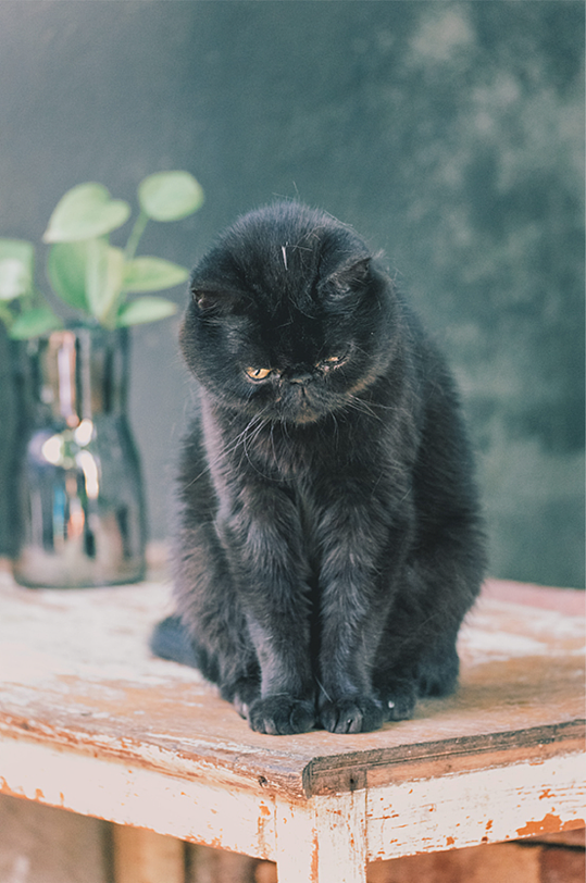 专注的黑猫高清摄影图
