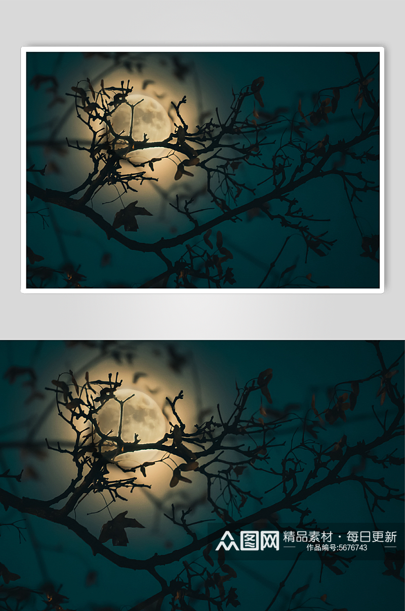 树枝月亮剪影高清图素材