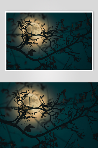 树枝月亮剪影高清图