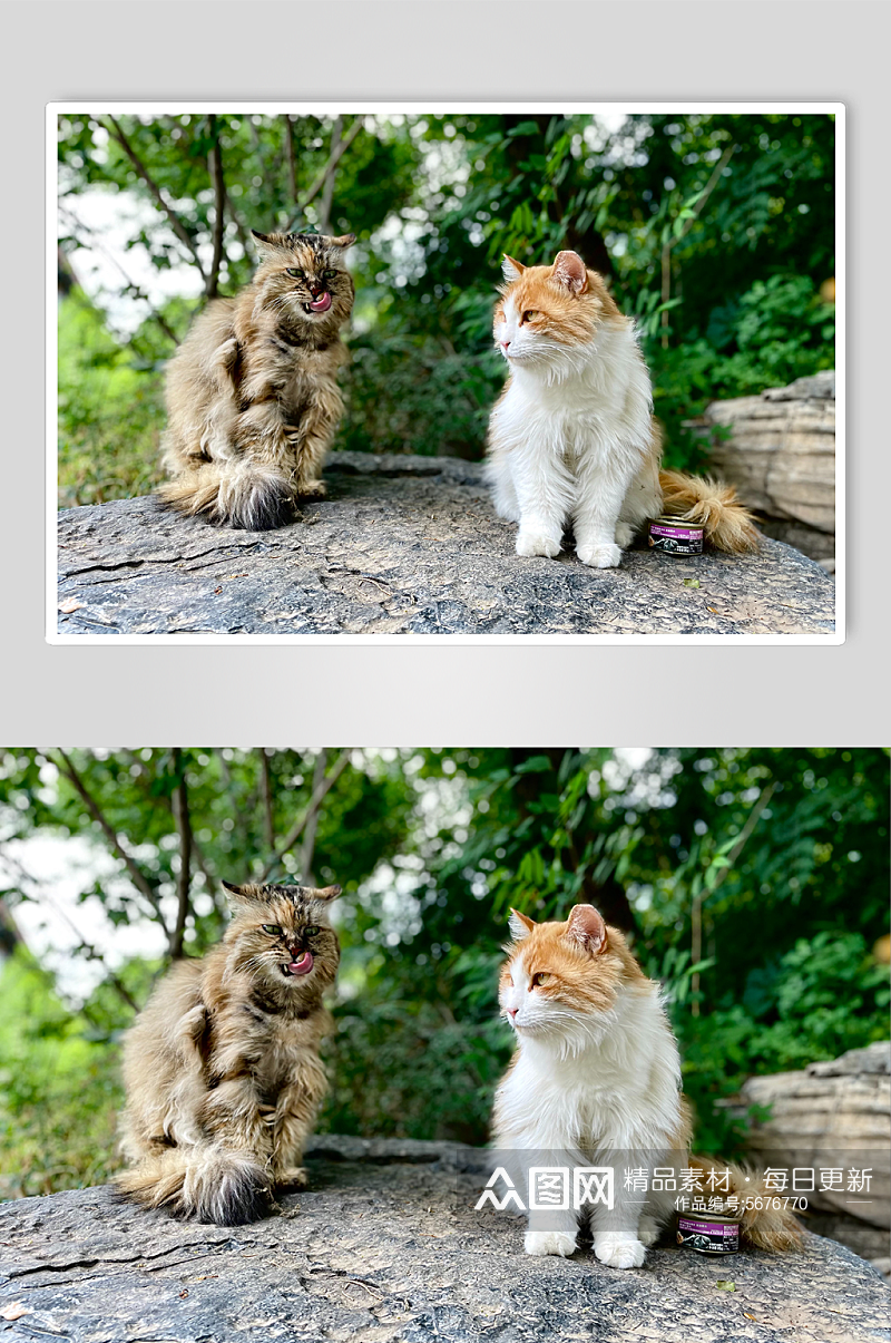 两只小猫高清摄影图素材