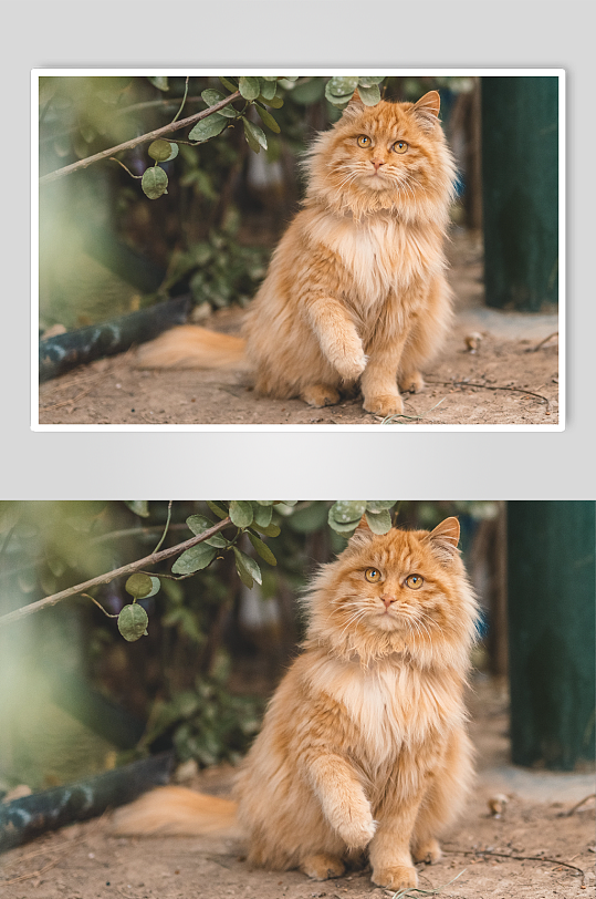 发呆的橘猫高清摄影