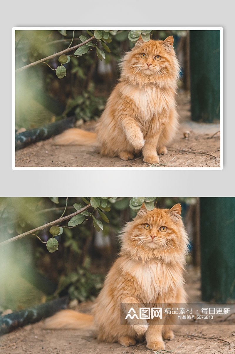发呆的橘猫高清摄影素材