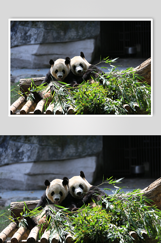吃竹子的熊猫高清摄影图