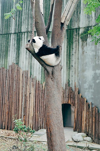 成都动物园的熊猫