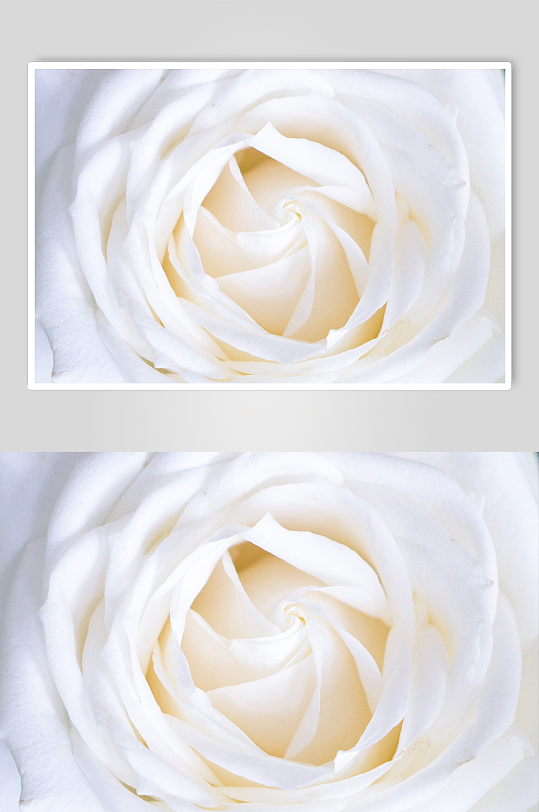 白玫瑰花瓣的特写