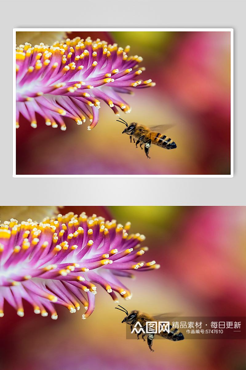 花朵中采集花粉的蜜蜂素材