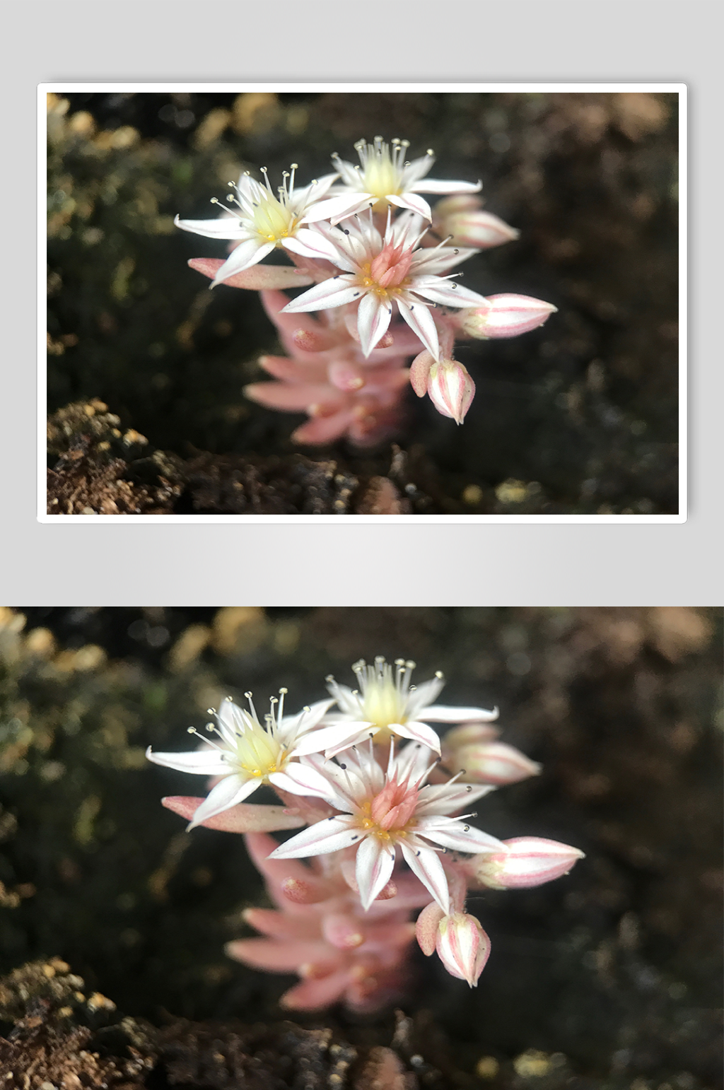 美丽的粉色花朵特写素材