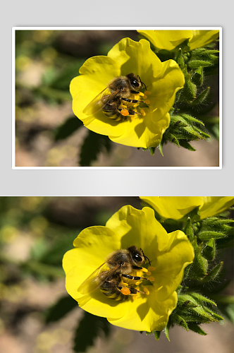 蜜蜂坐在黄色的花上