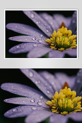 紫罗兰花微距摄影