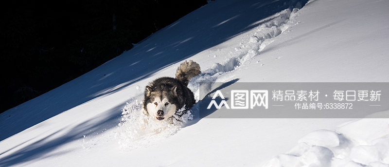 雪地上奔跑的狗高清摄影图素材