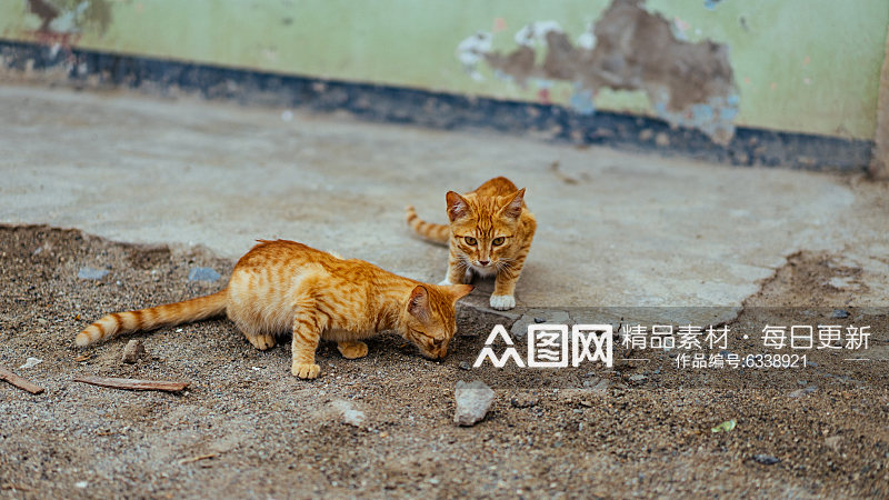 两只橘猫高清摄影图素材