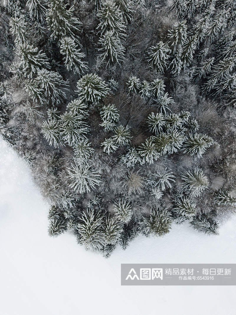 被雪覆盖的松树高清图素材