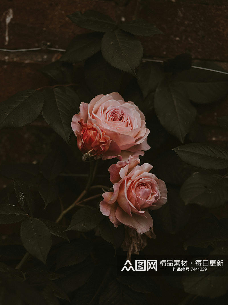 玫瑰花高清摄影图素材