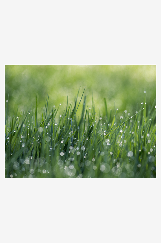 绿草上的水滴高清摄影图
