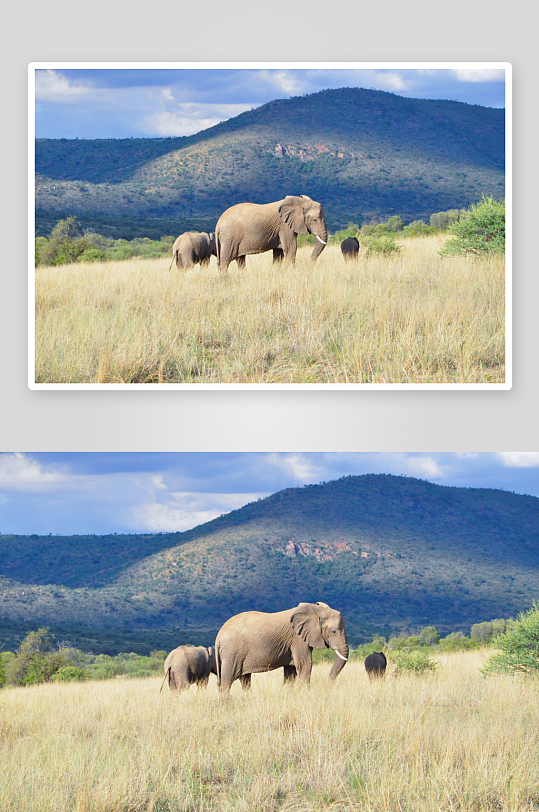 非洲大象家族高清图