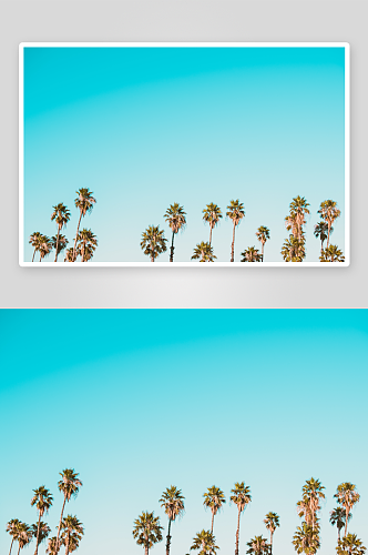 蓝色晴朗天空中的棕榈树