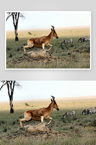非洲大草原上的羚羊和斑马