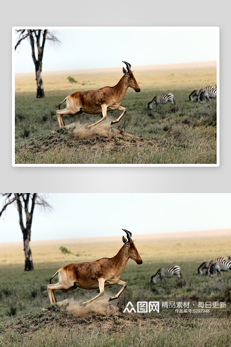非洲大草原上的羚羊和斑马素材