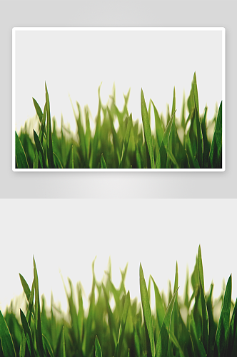 白色背景上的绿草