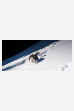 雪地上奔跑的狗高清摄影图