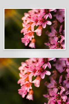 粉红色花朵高清摄影图