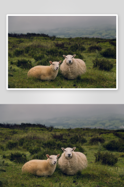 两只羊高清摄影图