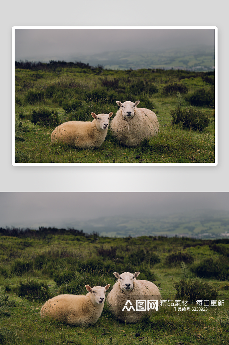 两只羊高清摄影图素材