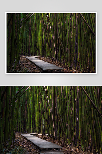 竹林的木路高清摄影图